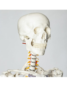 Esqueleto Humano RONTEN 180 cm Articulado con Soporte 2