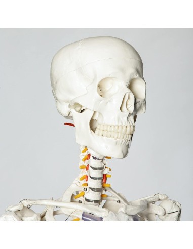 Esqueleto Humano RONTEN 180 cm Articulado con Soporte