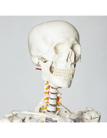 Esqueleto Humano RONTEN 180 cm Articulado con Soporte