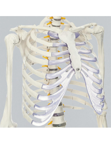 Esqueleto Humano RONTEN 180 cm Articulado con Soporte