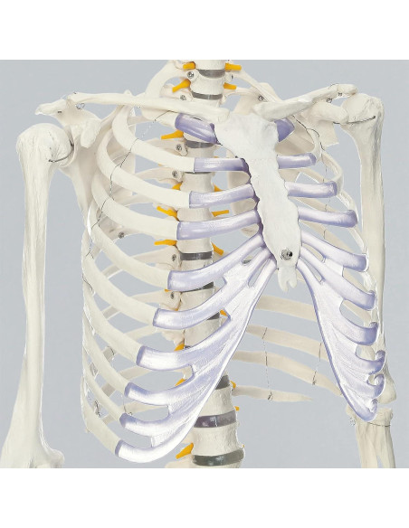 Esqueleto Humano RONTEN 180 cm Articulado con Soporte