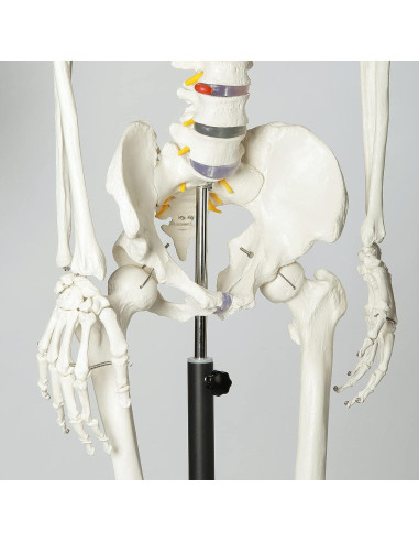 Esqueleto Humano RONTEN 180 cm Articulado con Soporte