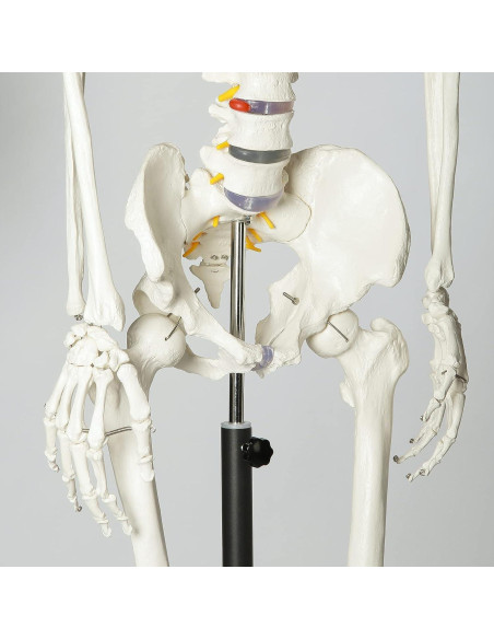 Esqueleto Humano RONTEN 180 cm Articulado con Soporte