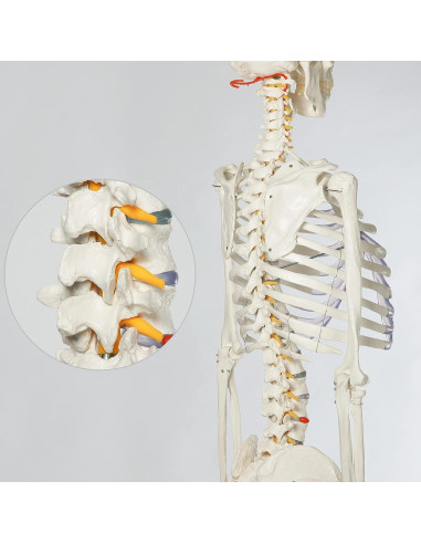 Esqueleto Humano RONTEN 180 cm Articulado con Soporte