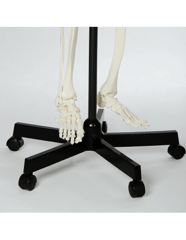 Esqueleto Humano RONTEN 180 cm Articulado con Soporte