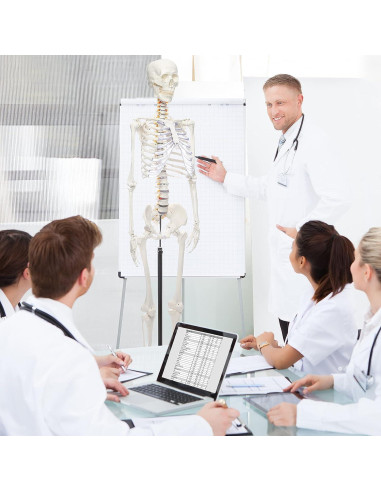 Esqueleto Humano RONTEN 180 cm Articulado con Soporte