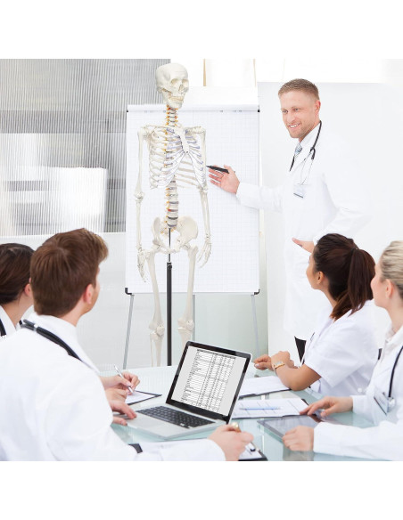 Esqueleto Humano RONTEN 180 cm Articulado con Soporte