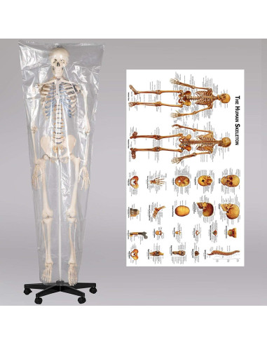 Esqueleto Humano RONTEN 180 cm Articulado con Soporte