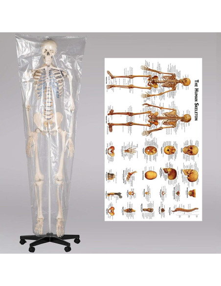 Esqueleto Humano RONTEN 180 cm Articulado con Soporte