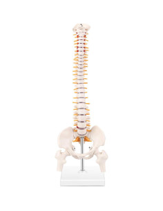 Modelo Mini de Columna Vertebral MIIRR 38.1 cm PVC 2