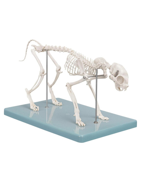 Modelo Esqueleto Gato Pequeño SimCoach - Herramienta Educativa