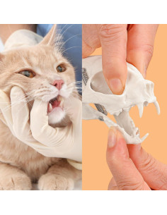 Modelo Esqueleto Gato Pequeño SimCoach - Herramienta Educativa 2