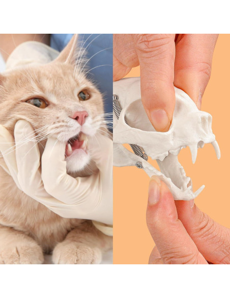 Modelo Esqueleto Gato Pequeño SimCoach - Herramienta Educativa