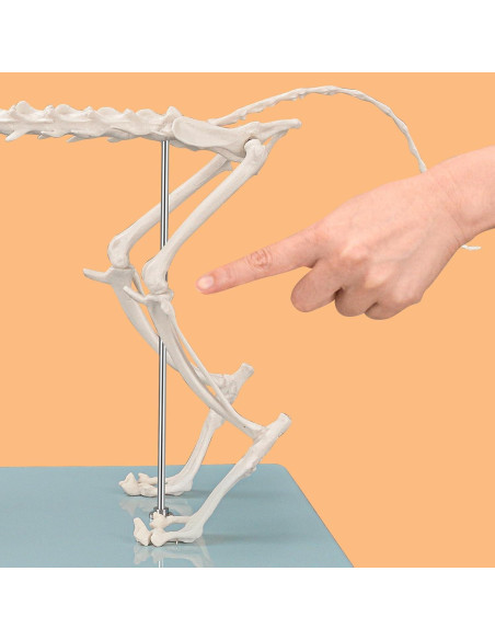 Modelo Esqueleto Gato Pequeño SimCoach - Herramienta Educativa