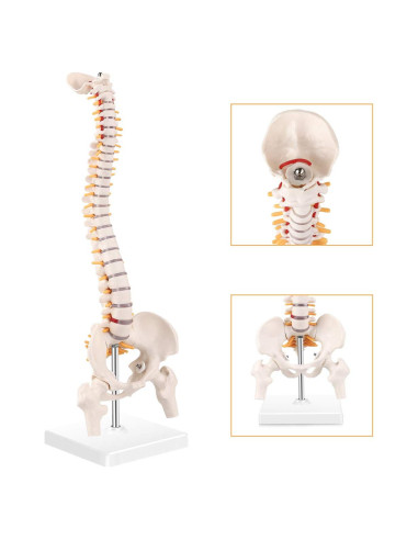 Modelo Mini Columna Vertebral RONTEN 39.37 cm PVC Educativo