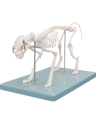 Modelo Esqueleto Gato Pequeño SimCoach - Herramienta Educativa