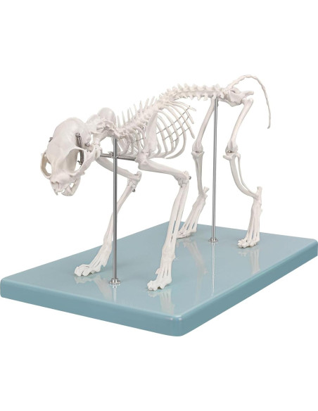 Modelo Esqueleto Gato Pequeño SimCoach - Herramienta Educativa
