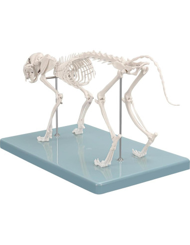 Modelo Esqueleto Gato Pequeño SimCoach - Herramienta Educativa