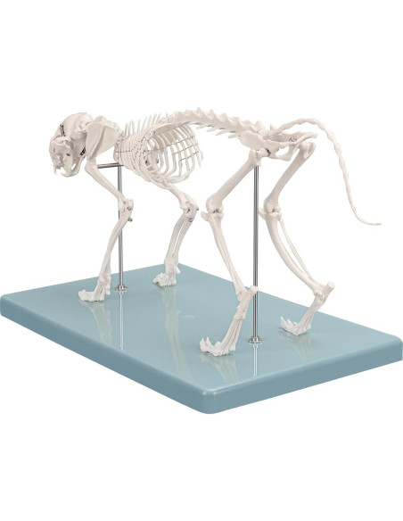 Modelo Esqueleto Gato Pequeño SimCoach - Herramienta Educativa