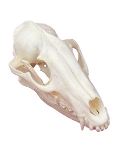 Cráneo de Mapache Real Taxidermia CLLOEAT - 18x12.8 cm