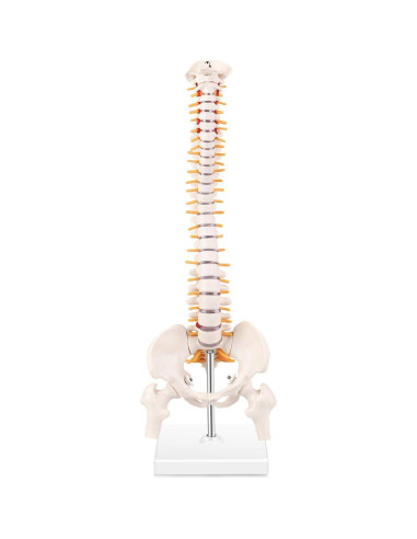 Modelo Mini Columna Vertebral RONTEN 39.37 cm PVC Educativo