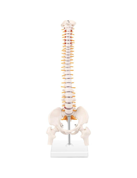 Modelo Mini Columna Vertebral RONTEN 39.37 cm PVC Educativo