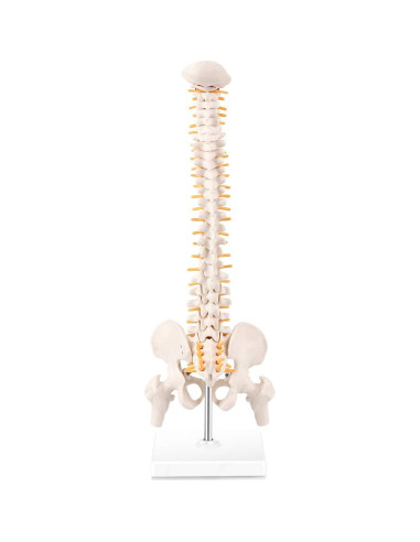 Modelo Mini Columna Vertebral RONTEN 39.37 cm PVC Educativo