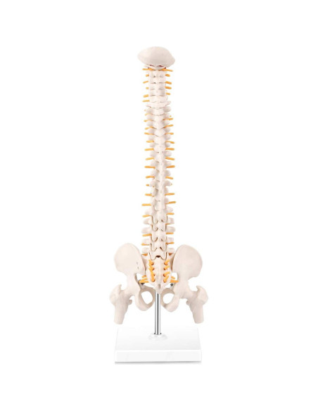 Modelo Mini Columna Vertebral RONTEN 39.37 cm PVC Educativo