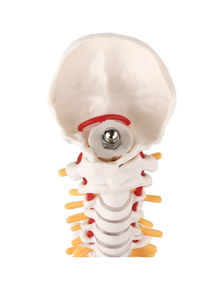 Modelo Mini Columna Vertebral RONTEN 39.37 cm PVC Educativo