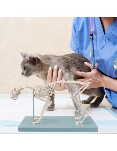 Modelo Esqueleto Gato Pequeño SimCoach - Herramienta Educativa
