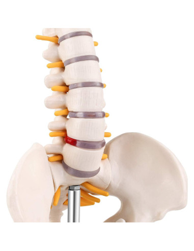 Modelo Mini Columna Vertebral RONTEN 39.37 cm PVC Educativo