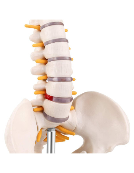 Modelo Mini Columna Vertebral RONTEN 39.37 cm PVC Educativo
