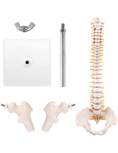Modelo Mini Columna Vertebral RONTEN 39.37 cm PVC Educativo