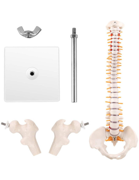 Modelo Mini Columna Vertebral RONTEN 39.37 cm PVC Educativo