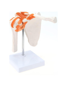 Modelo de Anatomía del Hombro RONTEN con Ligamentos Funcionales