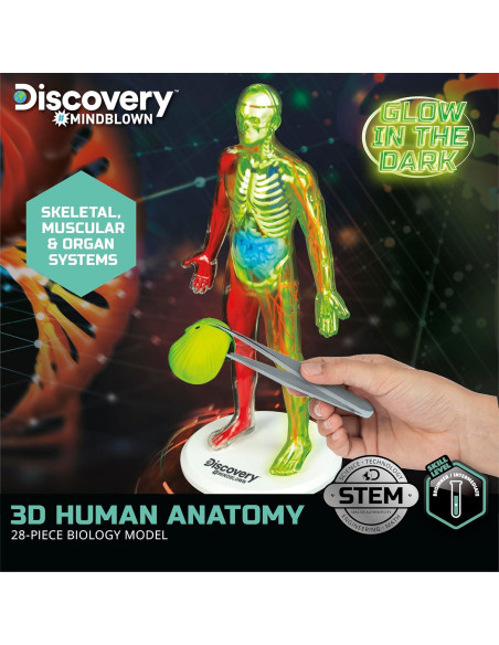 Modelo de Anatomía Humana 3D Discovery 28 Piezas Brilla en la Oscuridad Modelo de Anatomía Humana 3D Discovery 28 Piezas Brilla en la Oscuridad