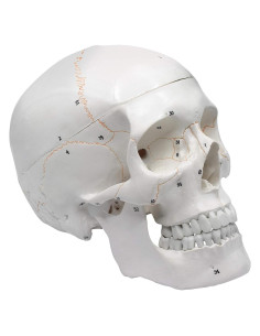 Modelo de Cráneo Humano 3 Piezas hBARSCI - Articulado y Numerado