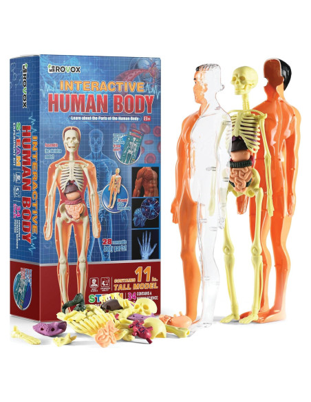 Modelo de Anatomía Humana Rovox - Esqueleto y Torso 30 Piezas 28cm