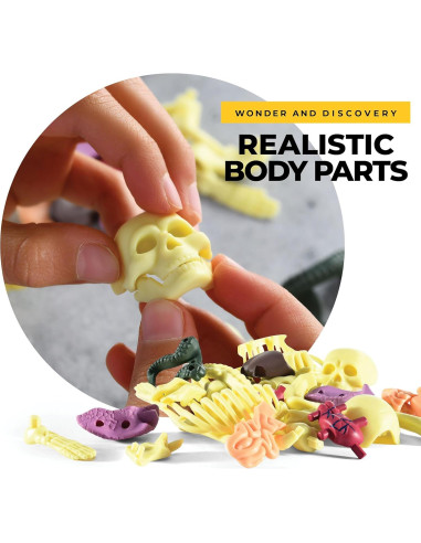 Modelo de Anatomía Humana Rovox - Esqueleto y Torso 30 Piezas 28cm