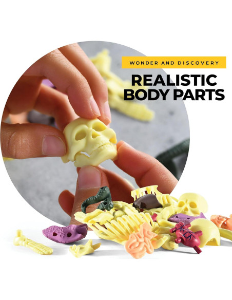 Modelo de Anatomía Humana Rovox - Esqueleto y Torso 30 Piezas 28cm