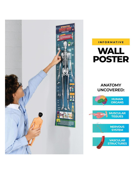 Modelo de Anatomía Humana Rovox - Esqueleto y Torso 30 Piezas 28cm