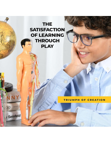 Modelo de Anatomía Humana Rovox - Esqueleto y Torso 30 Piezas 28cm