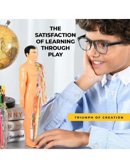 Modelo de Anatomía Humana Rovox - Esqueleto y Torso 30 Piezas 28cm