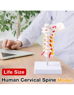 Modelo de Columna Cervical Japard a Tamaño Real para Educación Médica 2