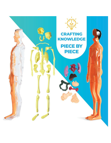 Modelo de Anatomía Humana Rovox - Esqueleto y Torso 30 Piezas 28cm