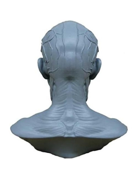 Modelo Humano Cráneo Anatomía 10cm Airgoesin Azul