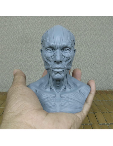 Modelo Humano Cráneo Anatomía 10cm Airgoesin Azul