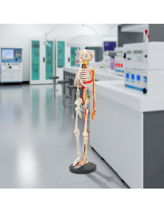 Modelo de Esqueleto Humano PIAOCAIYIN 86 cm con Vasos Sanguíneos 2