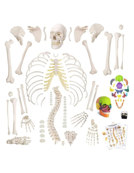Modelo Humano de Esqueleto Desarticulado 170 cm PVC