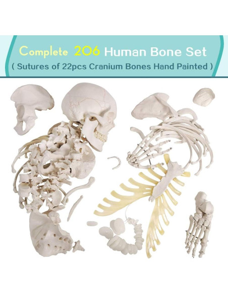 Modelo Humano de Esqueleto Desarticulado 170 cm PVC